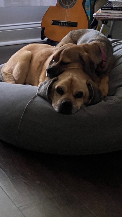 Two dogs resting together at home
